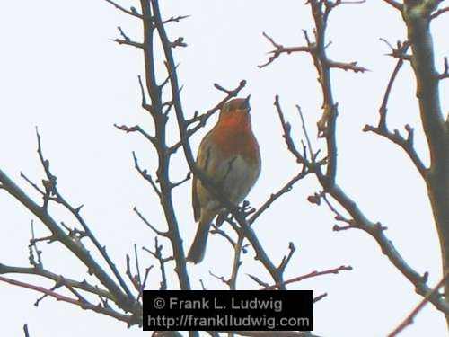 Master Robin's Morning Song